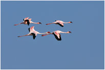 Formationsflug - nur für uns :-), [Namibia]