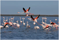 Auf die Plätze, fertig, lossss..., Walvis Bay [Namibia]