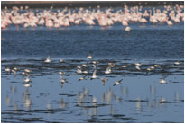 Hier gibt es nicht nur Flamingos, Walvis Bay [Namibia]
