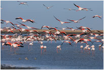 Immer wieder schön - Flamingos an der Walvis Bay, [Namibia]