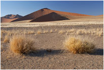 In der Nähe der Düne 45, Sossusvlei [Namibia]