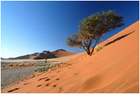 Sand contra Natur, Sossusvlei [Namibia]