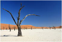 Traumhafte Landschaft im Dead Vlei, Sossusvlei [Namibia]