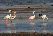 Flamingos im Barberspan Natur Reservat, [Südafrika]