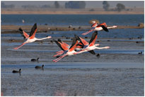 Flamingos im Barberspan Natur Reservat, [Südafrika]
