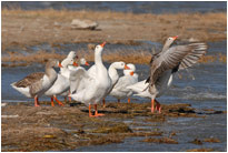 Entenvolk beim Posen, [Südafrika]
