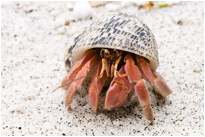 "Platz da, jetzt komme ich" - Koh Lipe / Thailand