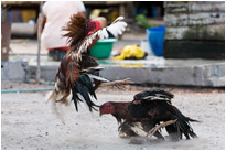 Hahnenkampf - gekämpft wird bis zum umfallen | Koh Lipe / Thailand