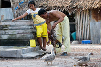 Körperpflege nach dem Kampf - Koh Lipe / Thailand