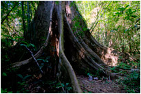 Urwaldriese im Kao Sok Nationalpark / Thailand
