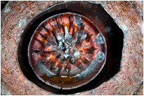 Blüte der Rafflesia - Kao Sok Np. / Thailand