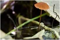 Lonly Mushroom - Kao Sok NP. / Thailand