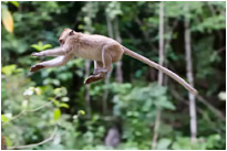 Mit unglaublicher Zielsicherheit fliegen die Affen von Baum zu Baum durch die Luft - Khao Sok NP. / Thailand
