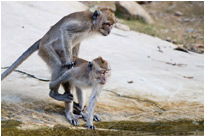 "Kleinen Moment, bin gleich fertig" :-) - Khao Sok Np. / Thailand