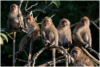 "Was gibt es denn da zu glotzen?" - Khao Sok NP. / Thailand