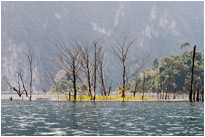 Abgestorbene Bäume ragen aus dem Wasser des Stausees empor - Khao Sok NP. / Thailand