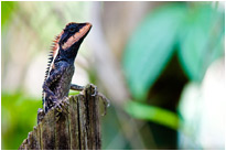 Auf dem Weg durch den Dschungel - Schönechse (Calotes emma) - Kao Sok NP. / Thailand