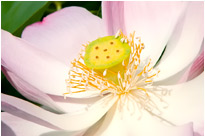 Lotusblüte - Kao Sok NP. / Thailand
