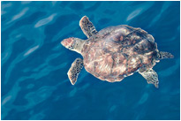 Nahezu majestätisch gleitet sie durchs Wasser / Thailand