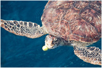 Zucchini ist soooo lecker... / Thailand