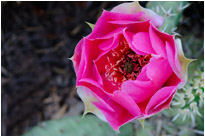 Kaktus im Zion NP. / Utah