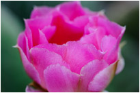 Kaktus im Zion NP. / Utah