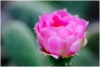 Kaktus im Zion NP. / Utah