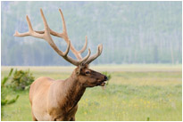 Wapitihirsch |Yellowstone N.P. | Wyoming