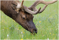 Wapitihirsch |Yellowstone N.P. | Wyoming