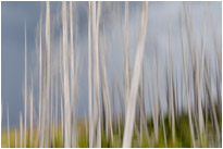 Gewitterstimmung im Gespensterwald | Yellowstone N.P. | Wyoming