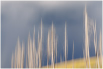 Gewitterstimmung im Gespensterwald | Yellowstone N.P. | Wyoming