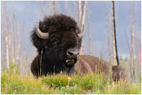 Buffalo |Yellowstone N.P. | Wyoming