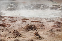 Blubbernde Lehmassen im Monument Geysir Basin | Yellowstone N.P. | Wyoming