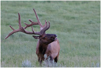 Animalische Attraktion am Wegesrand | Yellowstone N.P. | Wyoming