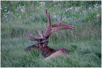 Animalische Attraktion am Wegesrand | Yellowstone N.P. | Wyoming