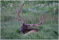 Was ist denn da los? | Yellowstone N.P. | Wyoming