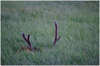 Was die mit ihren blöden Kameras immer so wollen... | Yellowstone N.P. | Wyoming