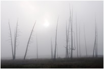 Gespenstische Stimmung im Norris Geysir Basin | Yellowstone N.P. | Wyoming