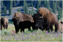 Immer diese nervigen Touristen.... | Yellowstone N.P. | Wyoming