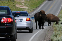 "Do not approach bisons" - aber was soll man machen, wenn sie sich uns näher... | Yellowstone N.P. | Wyoming