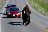 "Do not approach bisons" - aber was soll man machen, wenn sie sich uns näher... | Yellowstone N.P. | Wyoming