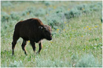 "Do not approach bisons" - aber was soll man machen, wenn sie sich uns näher... | Yellowstone N.P. | Wyoming