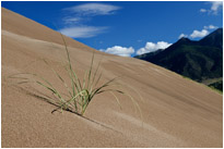 An den steilsten Hängen wächst das Gras... | Great Sanddunes NP. | Colorado