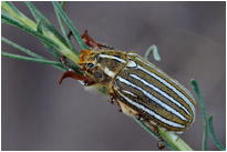 Wenn ich mal wüßte, wie dieses Krabbeltierchen heißt... | Great Sanddunes NP. | Colorado