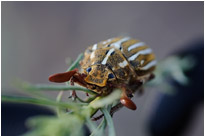 Fotoshooting ;-) | Great Sanddunes NP. | Colorado