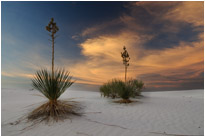 White Sands NM. | New Mexico