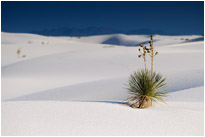 White Sands NM. | New Mexico