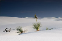 White Sands NM. | New Mexico