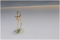 White Sands NM. | New Mexico