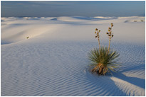 White Sands NM. | New Mexico